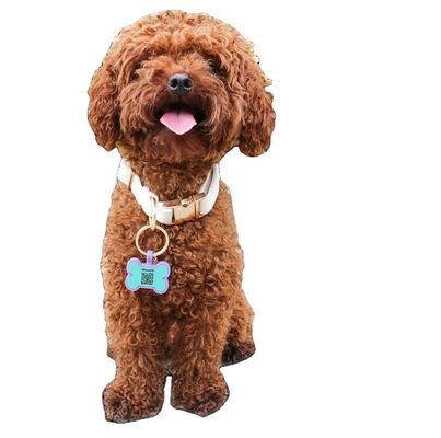 BPA içermeyen silikon sessiz köpek etiketleri renkli silikon köpek boynuz etiketleri satışa sunuluyor benzersiz silikon köpek kimlik etiketleri aksesuarlar