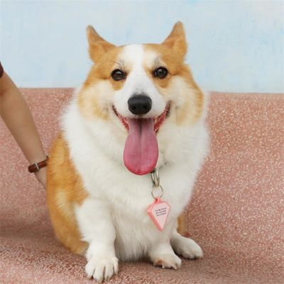 Toptan satış düşük MOQ Ucuz farklı şekil seçenekler için birçok renk silikon boş köpek etiketi isim kimlik etiketi