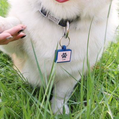 Toptan satış düşük MOQ Ucuz farklı şekil seçenekler için birçok renk silikon boş köpek etiketi isim kimlik etiketi